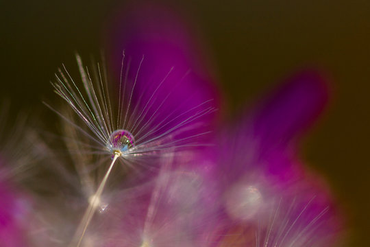 Fototapeta Dandelion (Taraxacum officinale) seeds and water drops 