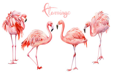 Set of pink flamingo on an isolated white background, watercolor illustration. Greeting card.	