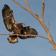 Juvenile bald eagle perching in Boulder, Colorado