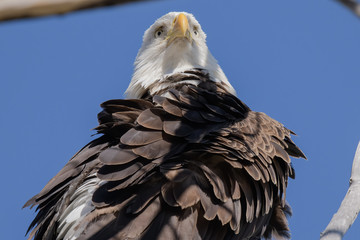 Bald Eagle preening in the morning light