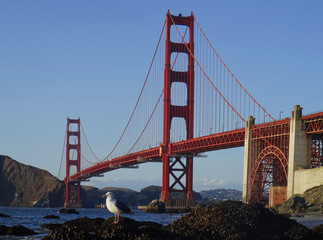 View of Marshall´s Beach, Golden Gate Bridge behind a rock with mussels and seagulls. City of San Francisco. California. USA.  