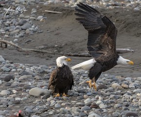 Eagle pair 