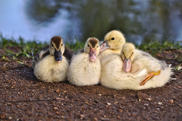 Duck Family
This bird is very common in brazilian parks.