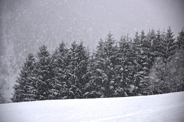 nevicata natale foresta fiocchi di neve natura 