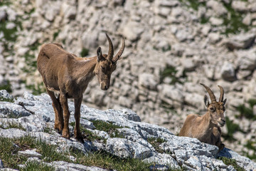 Bouquetin dans le Massif du Vercors à Villars de lans , en été , dans les alpes