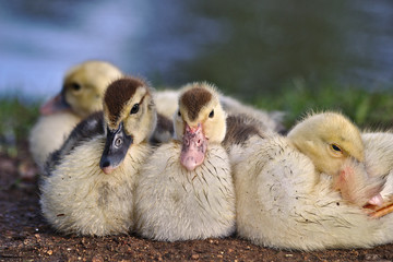 Duck Family
This bird is very common in brazilian parks.