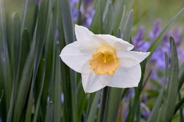 Orange Trumpet Daffodil 02