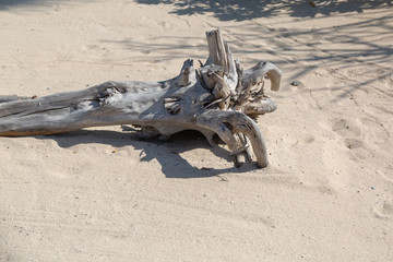 Withered fallen tree in the sand. The trunk of a large tree is dry and lies on the sand.