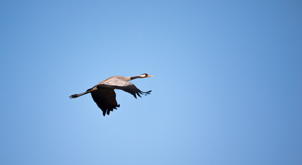 Obraz premium Common Crane - Grus grus, beautiful large bird from Euroasian fields and flying, amazing magical photo.