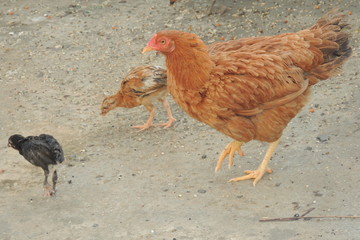 Chicken with her chick 