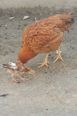 Beautiful Nightingale on a branch of tree, beautiful nature, blur, zoom, selective focus