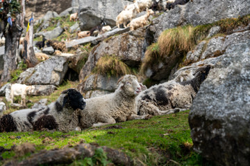 sheep in the mountains 