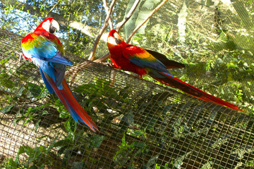 Pajaro, pareja, dos, guacamayo, azul, colorido, brasil, selva, parque de aves, ave, verde, arbol, naturalesa, exotico.