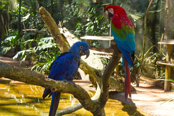 Pajaro, pareja, dos, guacamayo, azul, colorido, brasil, selva, parque de aves, ave, verde, arbol, naturalesa, exotico.