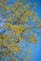 
Crohn blooming dogwood against a blue sky