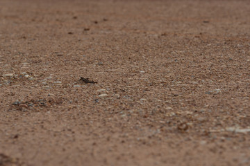 Low angle of flat sandy ground