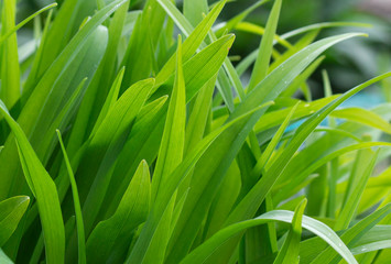 Fototapeta na wymiar Long green leaves of a plant close-up.