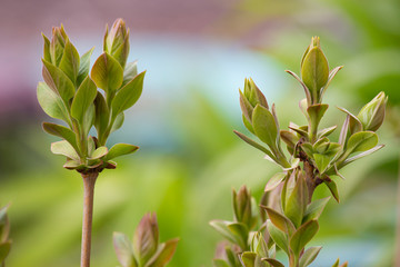 The first leaves and buds of lilacs in early spring. Buds with blooming leaves on the branches.