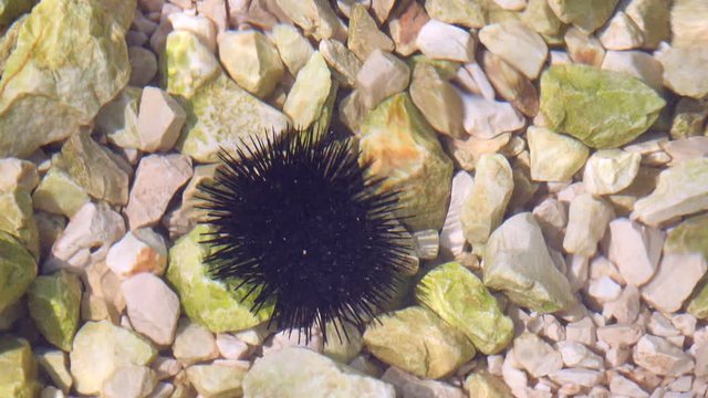 Black sea urchin lies underwater on stones. Sea urchin Echinothrix diadema, commonly called diadema urchin or blue-black urchin, underwater at bottom. Long spines sea urchin. Water slow motion.