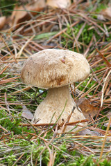 
Mushrooms in the autumn forest
