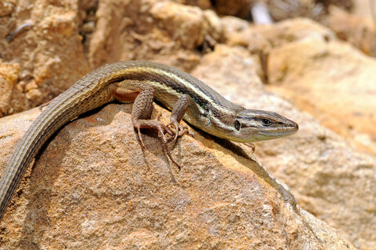 Algerian psammodromus / Algerischer Sandl&auml;ufer (Psammodromus algirus) Spain / Spanien 