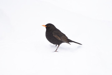 uccello corvo gazza becco inverno merlo 