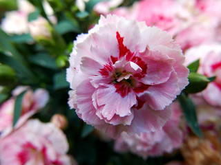 macro di piccolo garofano rosa fiorito nel giardino in primavera