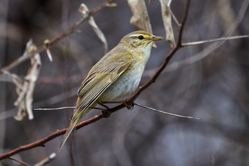 Bird - Willow Warbler ( Phylloscopus trochilus ) sitting on a branch of a bush cloudy spring evening. Close-up.