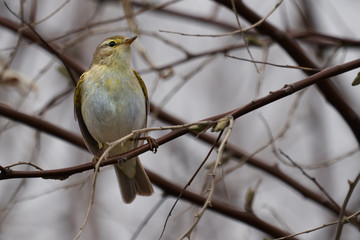 Bird - Willow Warbler ( Phylloscopus trochilus ) sitting on a branch of a bush cloudy spring evening. Close-up.