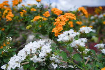Beautiful yellow and white flowers in the middle of the forest