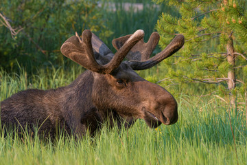 Moose at first light, Rocky Mountain National Park