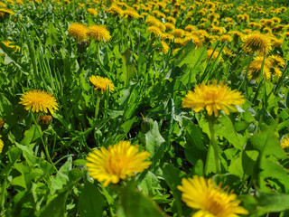 Beautiful blooming flowers of yellow against a clear and blue sky