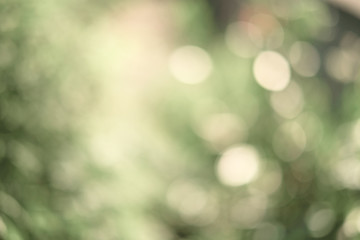 Obraz premium Green blur abstract background. Green bokeh nature background.