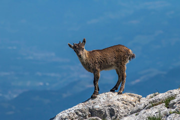 Bouquetin dans le Massif du Vercors à Villars de lans , en été , dans les alpes