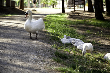 Swan with babies