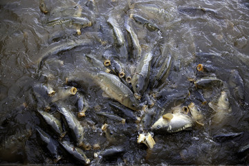 Fish on the surface of a river