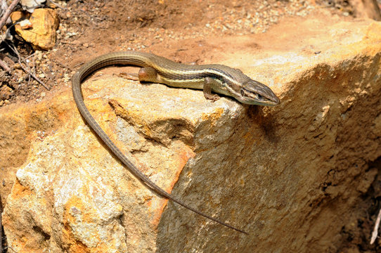 Algerian psammodromus / Algerischer Sandl&auml;ufer (Psammodromus algirus) Spain / Spanien 