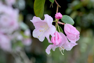 Ivens Pink Rhododendron 02
