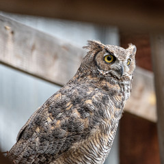 Great horn Owl