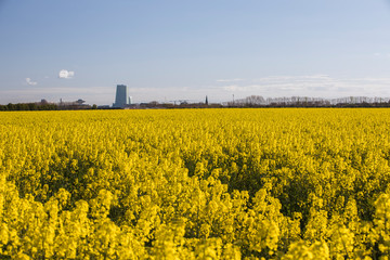 Skåne landscape with flowering rapeseed field - 344254744