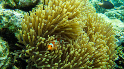 Naklejka na ściany i meble clown fish in anemone on coral reef