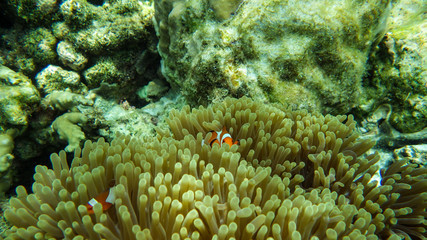 Naklejka na ściany i meble clown fish in anemone on coral reef