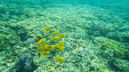 Fototapeta na wymiar coral reef with yellow fishes