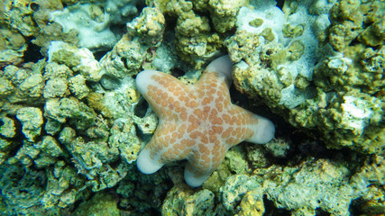 Fototapeta na wymiar orange and large starfish in the sea , in the coral reef