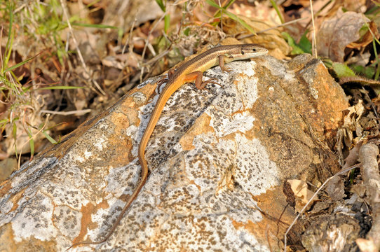Algerischer Sandl&auml;ufer (Psammodromus algirus) - Algerian psammodromus / Spanien - Spain
