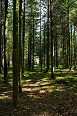 Fototapeta na wymiar Der sommer im Schwarzwald