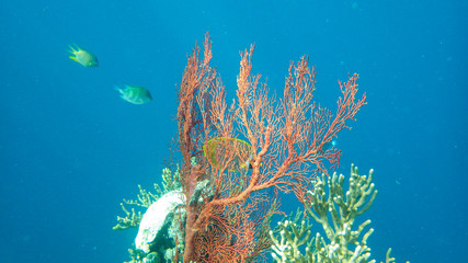 red coral reef in the sea with fish