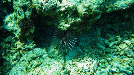 Pterois volitans, scorpion fish in tropical sea. 