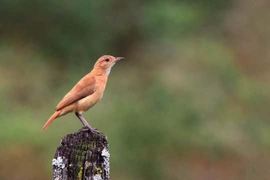 photo of a Rufous Hornero (Furnarius rufus) perched on a fence over the blurred background with space for text.