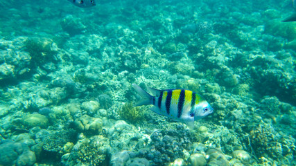 Fototapeta na wymiar tropical fish in the coral reef